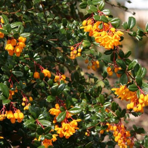 when to prune berberis uk